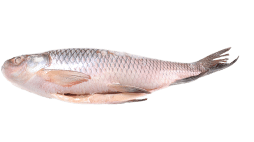 ROHU KALA 20KG